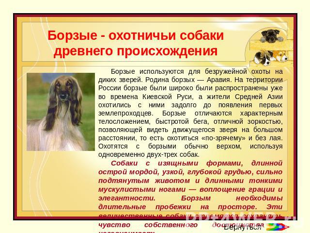 Борзые - охотничьи собаки древнего происхождения Борзые используются для безружейной охоты на диких зверей. Родина борзых — Аравия. На территории России борзые были широко были распространены уже во времена Киевской Руси, а жители Средней Азии охоти…