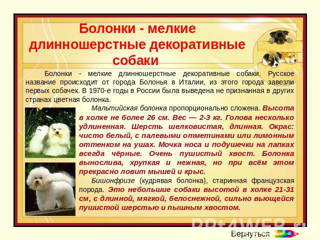 Болонки - мелкие длинношерстные декоративные собаки Болонки - мелкие длинношерстные декоративные собаки. Русское название происходит от города Болонья в Италии, из этого города завезли первых собачек. В 1970-е годы в России была выведена не признанн…