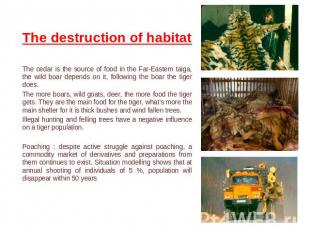 The destruction of habitat The cedar is the source of food in the Far-Eastern ta