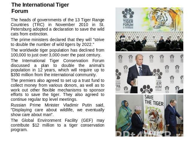 The International Tiger Forum The heads of governments of the 13 Tiger Range Countries (TRC) in November 2010 in St. Petersburg adopted a declaration to save the wild cats from extinction.The prime ministers declared that they will 