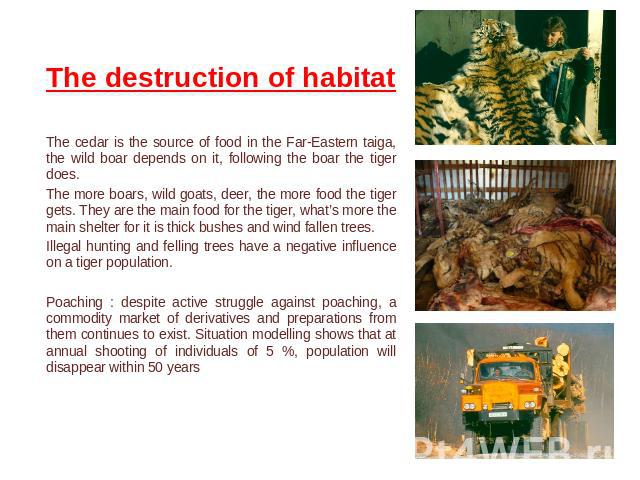 The destruction of habitat The cedar is the source of food in the Far-Eastern taiga, the wild boar depends on it, following the boar the tiger does.The more boars, wild goats, deer, the more food the tiger gets. They are the main food for the tiger,…