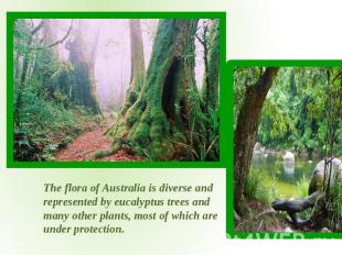 The flora of Australia is diverse and represented by eucalyptus trees and many o