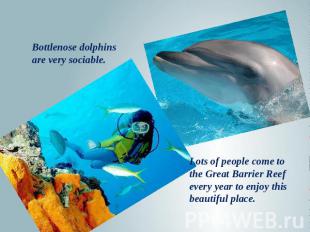 Bottlenose dolphins are very sociable. Lots of people come to the Great Barrier