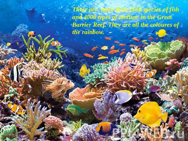 There are more than 1500 species of fish and 4000 types of mollusc in the Great Barrier Reef. They are all the coloures of the rainbow.
