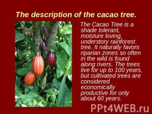 The description of the cacao tree. The Cacao Tree is a shade tolerant, moisture