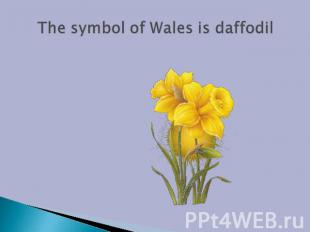 The symbol of Wales is daffodil