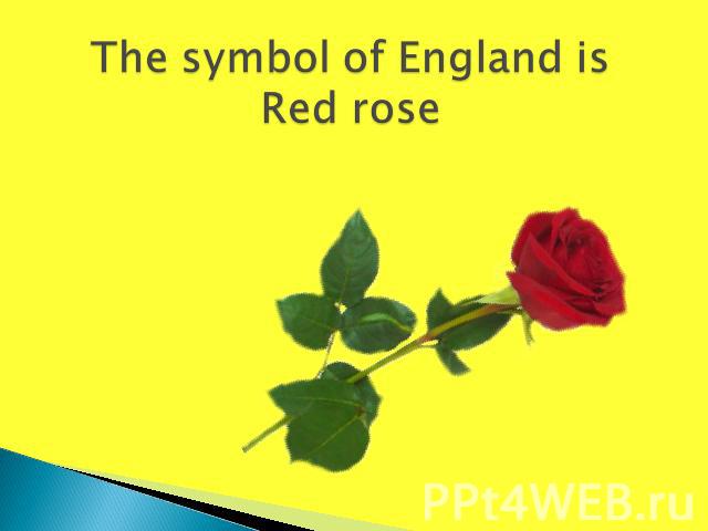 The symbol of England isRed rose