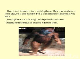 Homo Sapiens There is an intermediate link – australopithecus. Their brain cereb