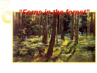 “Ferns in the forest”