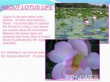 About lotus life