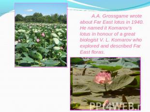 A.A. Grossgame wrote about Far East lotus in 1940. He named it Komarov’s lotus i