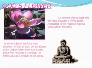 GOD’S FLOWER An ancient legend said that the lotus became a home Buda. According