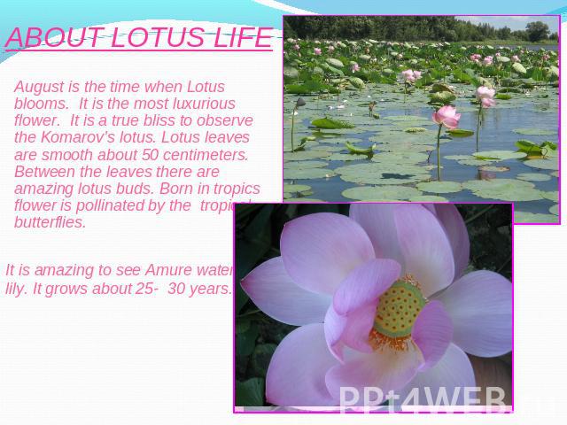 ABOUT LOTUS LIFE August is the time when Lotus blooms. It is the most luxurious flower. It is a true bliss to observe the Komarov’s lotus. Lotus leaves are smooth about 50 centimeters. Between the leaves there are amazing lotus buds. Born in tropics…