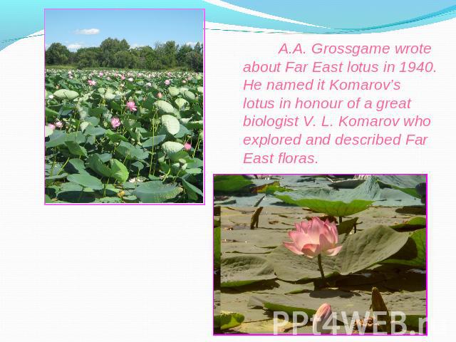 A.A. Grossgame wrote about Far East lotus in 1940. He named it Komarov’s lotus in honour of a great biologist V. L. Komarov who explored and described Far East floras.
