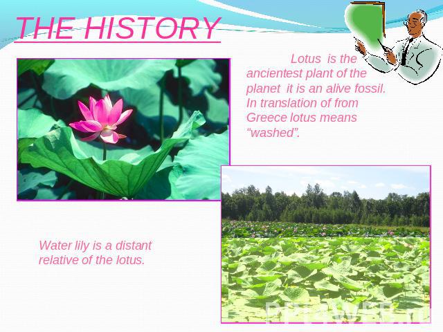 THE HISTORY Lotus is the ancientest plant of the planet it is an alive fossil. In translation of from Greece lotus means “washed”. Water lily is a distant relative of the lotus.