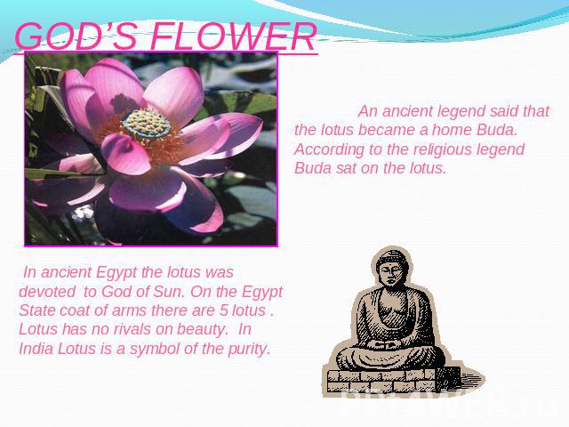 GOD’S FLOWER An ancient legend said that the lotus became a home Buda. According to the religious legend Buda sat on the lotus. In ancient Egypt the lotus was devoted to God of Sun. On the Egypt State coat of arms there are 5 lotus . Lotus has no ri…