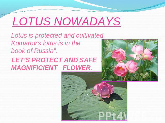 LOTUS NOWADAYS Lotus is protected and cultivated. Komarov's lotus is in the “Red book of Russia”. LET’S PROTECT AND SAFE THIS MAGNIFICIENT FLOWER.