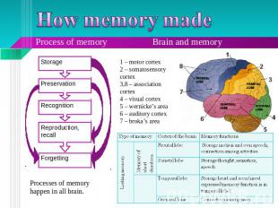 How memory made Process of memory Brain and memory 1 – motor cortex2 – somatosen