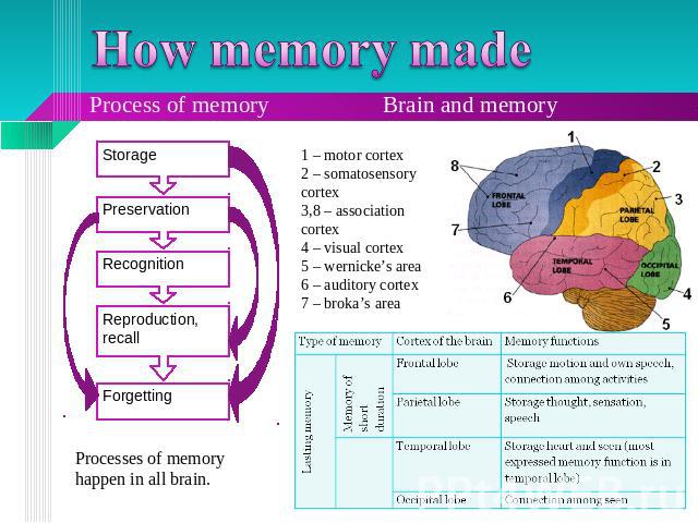 How memory made Process of memory Brain and memory 1 – motor cortex2 – somatosensory cortex3,8 – association cortex4 – visual cortex5 – wernicke’s area6 – auditory cortex7 – broka’s area Processes of memory happen in all brain.