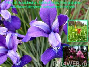 Hills of rhododendron, fields of irises, lilies and other wildflowers are spread