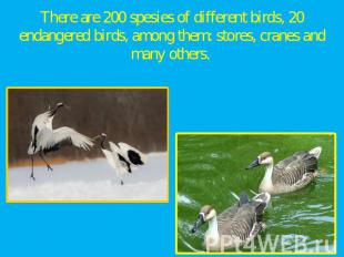 There are 200 spesies of different birds, 20 endangered birds, among them: store