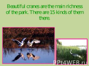 Beautiful cranes are the main richness of the park. There are 15 kinds of them t