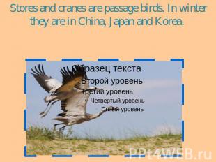 Stores and cranes are passage birds. In winter they are in China, Japan and Kore