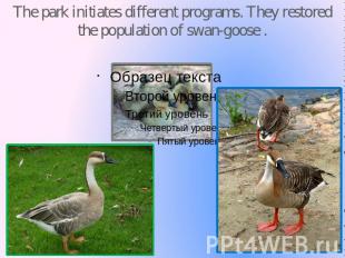 The park initiates different programs. They restored the population of swan-goos