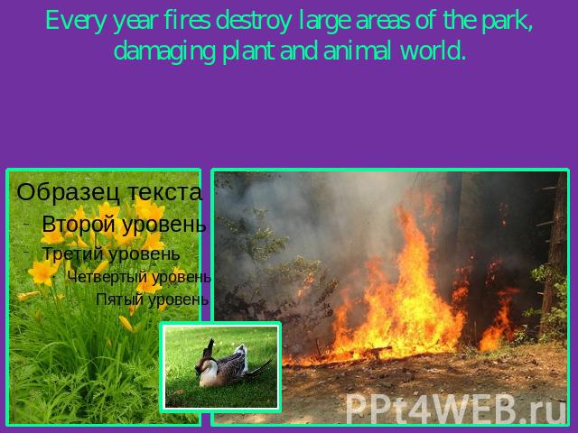 Every year fires destroy large areas of the park, damaging plant and animal world.