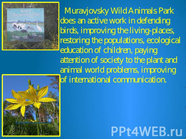 Muravjovsky Wild Animals Park does an active work in defending birds, improving the living-places, restoring the populations, ecological education of children, paying attention of society to the plant and animal world problems, improving of internat…