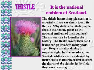 THISTLE It is the national emblem of Scotland. The thistle has nothing pleasant