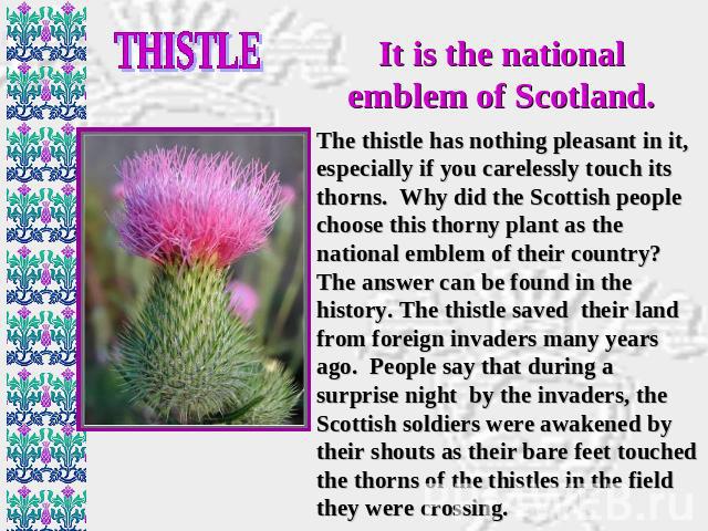 THISTLE It is the national emblem of Scotland. The thistle has nothing pleasant in it, especially if you carelessly touch its thorns. Why did the Scottish people choose this thorny plant as the national emblem of their country? The answer can be fou…