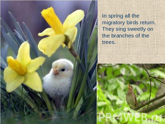 In spring all the migratory birds return. They sing sweetly on the branches of the trees.