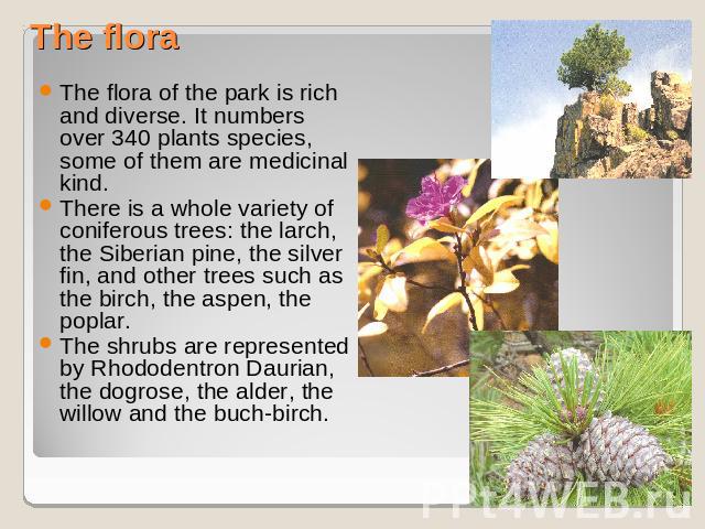 The flora The flora of the park is rich and diverse. It numbers over 340 plants species, some of them are medicinal kind. There is a whole variety of coniferous trees: the larch, the Siberian pine, the silver fin, and other trees such as the birch, …