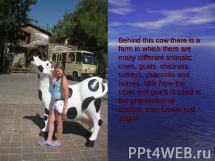 Behind this cow there is a farm in which there are many different animals: cows,