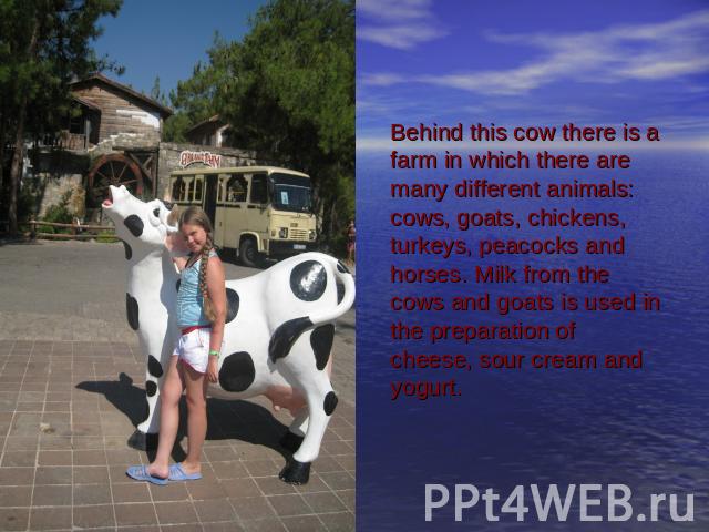Behind this cow there is a farm in which there are many different animals: cows, goats, chickens, turkeys, peacocks and horses. Milk from the cows and goats is used in the preparation of cheese, sour cream and yogurt.