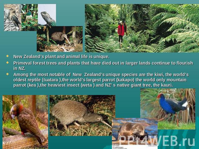 New Zealand’s plant and animal life is unique.Primeval forest trees and plants that have died out in larger lands continue to flourish in NZ.Among the most notable of New Zealand’s unique species are the kiwi, the world’s oldest reptile (tuatara ),t…