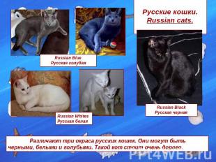 Русские кошки.Russian cats. Russian Blue Русская голубая Russian Whites Русская