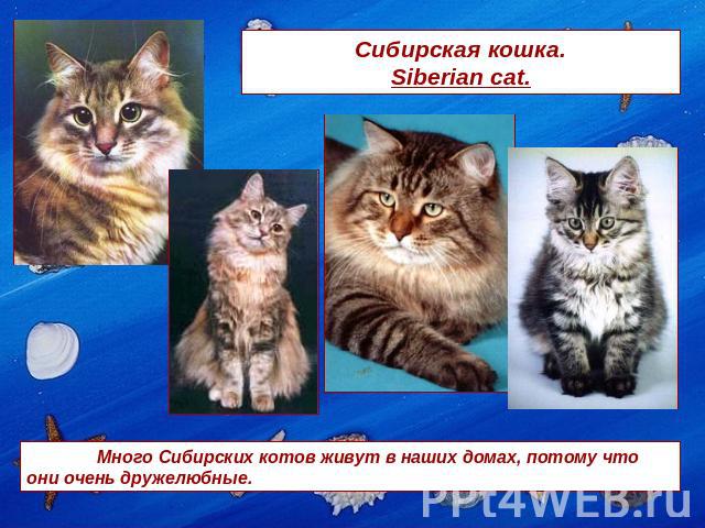 Сибирская кошка. Siberian cat. Много Сибирских котов живут в наших домах, потому что они очень дружелюбные.