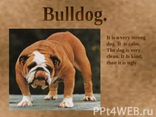 Bulldog. It is a very strong dog. It is calm. The dog is very clean. It Is kind,