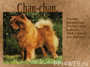 Chau-chau. It is very beautiful dog. It is very clean. Is doesn’t smell. It has