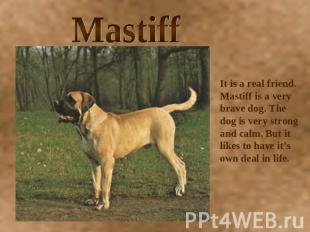 Mastiff It is a real friend. Mastiff is a very brave dog. The dog is very strong