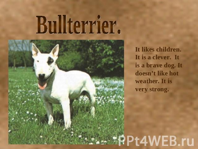 Bullterrier. It likes children. It is a clever. It is a brave dog. It doesn’t like hot weather. It is very strong.