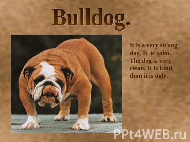Bulldog. It is a very strong dog. It is calm. The dog is very clean. It Is kind, thou it is ugly.