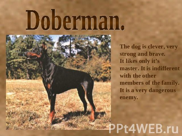 Doberman. The dog is clever, very strong and brave.It likes only it’s master. It is indifferent with the other members of the family.It is a very dangerous enemy.