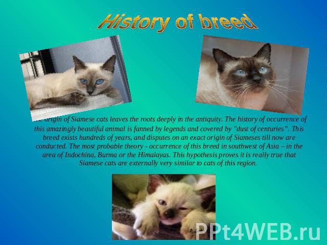 History of breed The origin of Siamese cats leaves the roots deeply in the antiquity. The history of occurrence of this amazingly beautiful animal is fanned by legends and covered by 