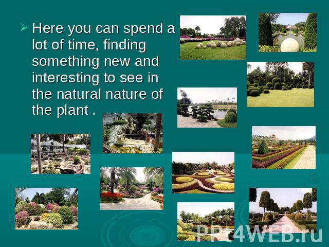 Here you can spend a lot of time, finding something new and interesting to see in the natural nature of the plant .