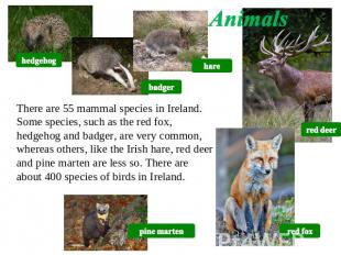 Animals There are 55 mammal species in Ireland. Some species, such as the red fo