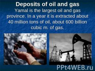 Deposits of oil and gasYamal is the largest oil and gas province. In a year it i