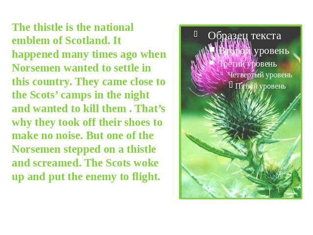The thistle is the national emblem of Scotland. It happened many times ago when Norsemen wanted to settle in this country. They came close to the Scots’ camps in the night and wanted to kill them . That’s why they took off their shoes to make no noi…